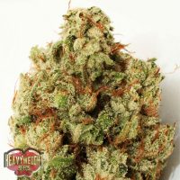 Heavyweight Seeds Green Ninja female Seeds  