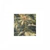 Nirvana Seeds Chrystal female Seeds Nirvana Seeds Chrystal female Seeds