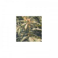 Nirvana Seeds Hawaii Maui Waui female Seeds  
