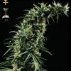 Greenhouse Seed Co. Himalayan Gold female Seeds Greenhouse Seed Co. Himalayan Gold female Seeds
