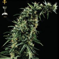 Greenhouse Seed Co. Hawaiian Snow female Seeds  