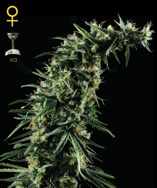 Greenhouse Seed Co. Hawaiian Snow female Seeds Greenhouse Seed Co. Hawaiian Snow female Seeds