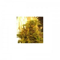 Nirvana Seeds Haze #13 female Seeds  