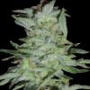 World of Seeds Delirium female Seeds World of Seeds Delirium female Seeds