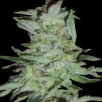 World of Seeds High Tension female Seeds  