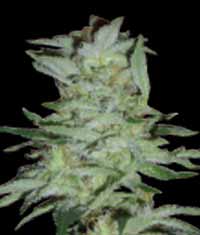 World of Seeds High Tension female Seeds World of Seeds High Tension female Seeds