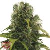 Heavyweight Seeds Auto Fruit Punch female Seeds Heavyweight Seeds Auto Fruit Punch female Seeds