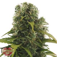 Heavyweight Seeds Auto High Density female Seeds  