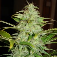 Lowlife seeds Auto Ak x Hindu kush female  