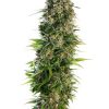 Sensi seeds Black Domina female Sensi seeds Black Domina female