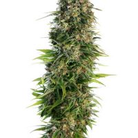 Sensi seeds Hindu Kush Auto female  