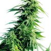 Sensi seeds Hindu Kush Auto female  