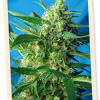 Sweet Seeds Ice Cool female Seeds Sweet Seeds Ice Cool female Seeds