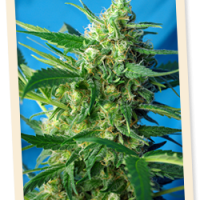Sweet Seeds Ice Cool AUTO female Seeds  
