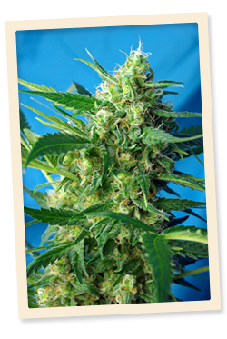 Sweet Seeds Ice Cool AUTO female Seeds Sweet Seeds Ice Cool AUTO female Seeds