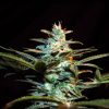 Sweet Seeds Ice Cool AUTO female Seeds Sweet Seeds Ice Cool AUTO female Seeds