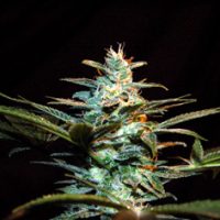 Sweet Seeds Ice Cool female Seeds  