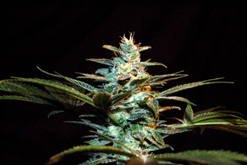 Sweet Seeds Ice Cool female Seeds Sweet Seeds Ice Cool female Seeds
