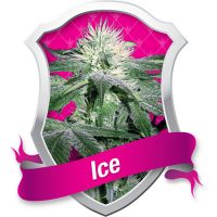 Royal Queen Seeds Ice female Seeds  