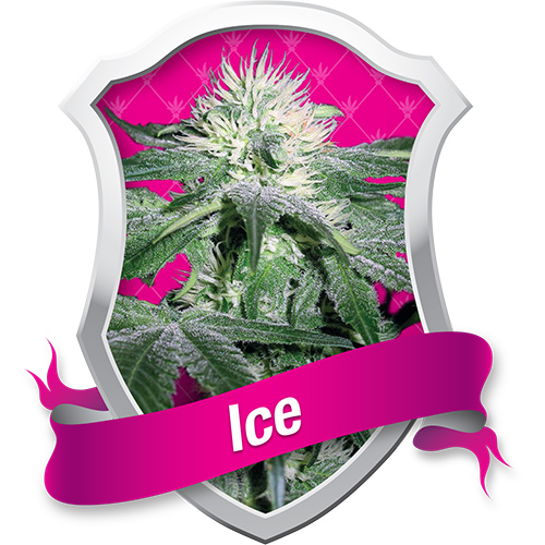 Royal Queen Seeds Ice female Seeds Royal Queen Seeds Ice female Seeds