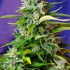 Sweet Seeds Ice Cool female Seeds Sweet Seeds Ice Cool female Seeds