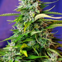 Sweet Seeds Jack 47 Auto female Seeds  