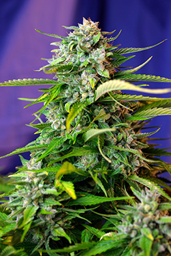 Sweet Seeds Jack 47 Auto female Seeds Sweet Seeds Jack 47 Auto female Seeds