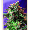 Sweet Seeds Jack 47 Auto female Seeds Sweet Seeds Jack 47 Auto female Seeds
