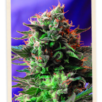 Sweet Seeds Jack 47 FAST Version female Seeds  