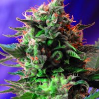 Sweet Seeds Jack 47 female Seeds  