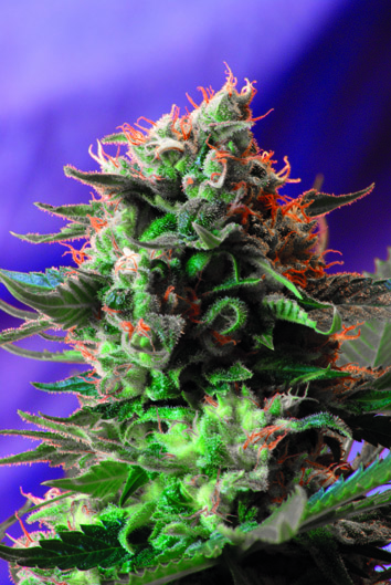 Sweet Seeds Jack 47 female Seeds Sweet Seeds Jack 47 female Seeds