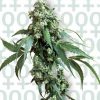Sensi Seeds Mixed female Seeds Sensi Seeds Mixed female Seeds