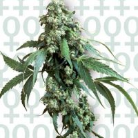 Sensi Seeds Jack Flash #5 female Seeds  