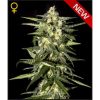 Greenhouse Seed Co. Indica Mix G Greenhouse Seed Co. Indica Mix G