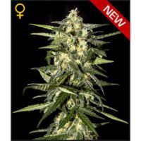 Greenhouse Seed Co. Jack Herer AUTO female Seeds  