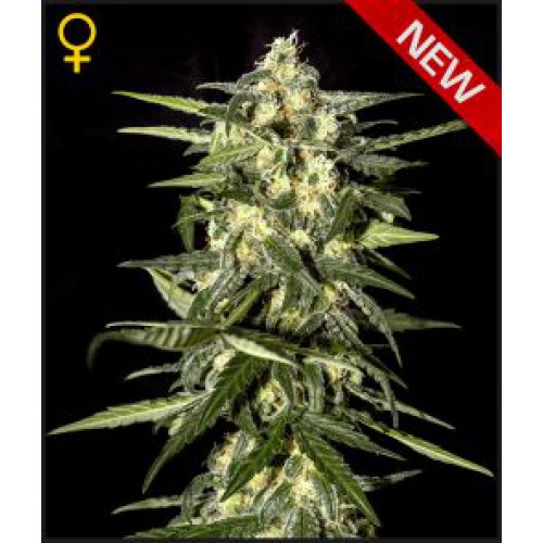 Greenhouse Seed Co. Jack Herer AUTO female Seeds Greenhouse Seed Co. Jack Herer AUTO female Seeds