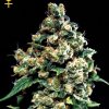Greenhouse Seed Co. Jack Herer AUTO female Seeds Greenhouse Seed Co. Jack Herer AUTO female Seeds