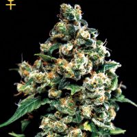 Greenhouse Seed Co. Jack Herer female Seeds  