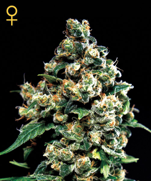 Greenhouse Seed Co. Jack Herer female Seeds Greenhouse Seed Co. Jack Herer female Seeds