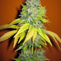 Seedsman Jack Herrer female  