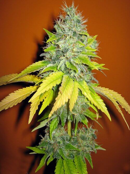 Seedsman Jack Herrer female Seedsman Jack Herrer female