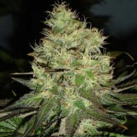 blackskull JACK HERER FEMALE  