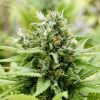 blackskull JACK HERER FEMALE blackskull JACK HERER FEMALE