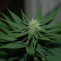 Nirvana Seeds Jock Horror female Seeds  