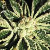 Greenhouse Seed Co. Lemon Skunk female Seeds Greenhouse Seed Co. Lemon Skunk female Seeds