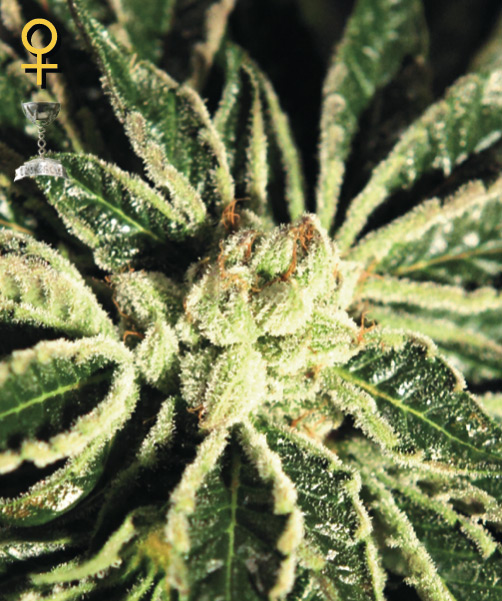 Greenhouse Seed Co. Kaia Kush female Seeds Greenhouse Seed Co. Kaia Kush female Seeds