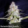 Bulk Seeds Northern Lights female seeds Bulk Seeds Northern Lights female seeds