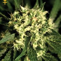 Greenhouse Seed Co. Kalashnikova female Seeds  