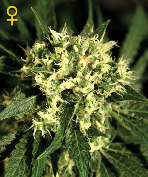 Greenhouse Seed Co. Kalashnikova female Seeds Greenhouse Seed Co. Kalashnikova female Seeds