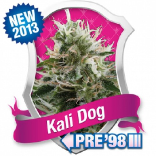 Royal Queen Seeds Kali Dog female Seeds Royal Queen Seeds Kali Dog female Seeds